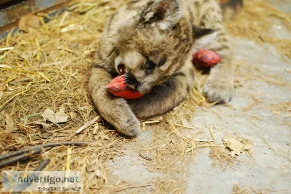 Cougar cubs for sale