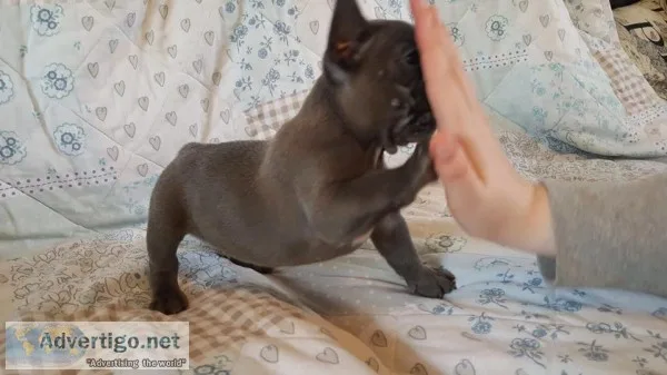  female blue french bulldog ready now