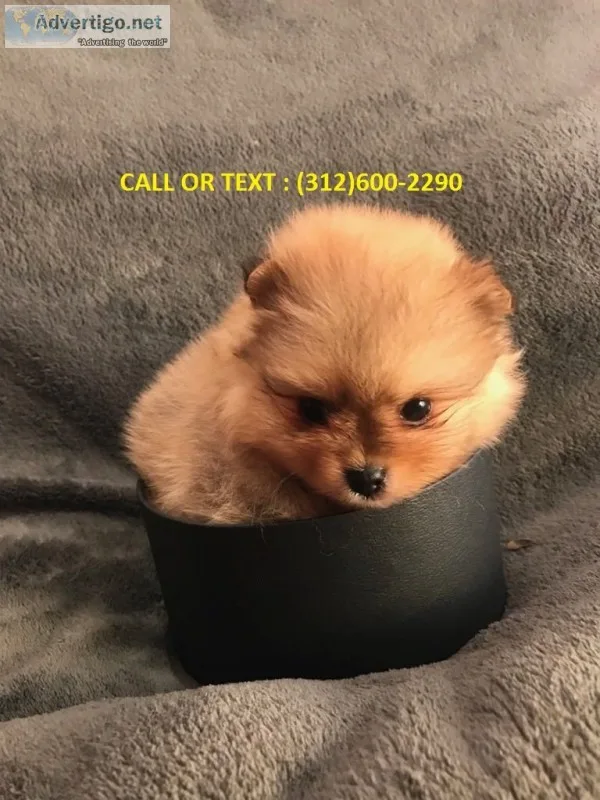  pomeranian puppies*-/
