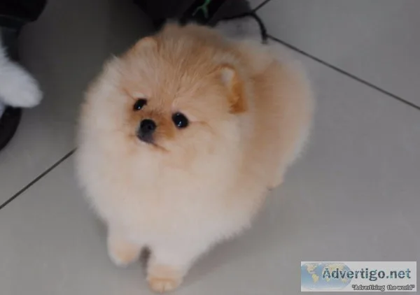 Pomeranian puppies=