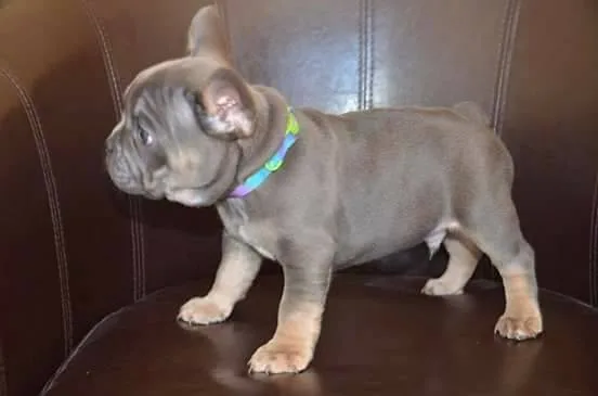 Charming french bulldog ready