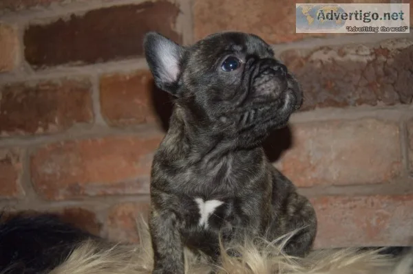 Loving french bulldog puppy ready