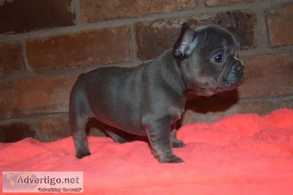 Active french bulldog puppies ready