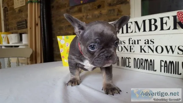 Sweetest french bulldog ready to go now