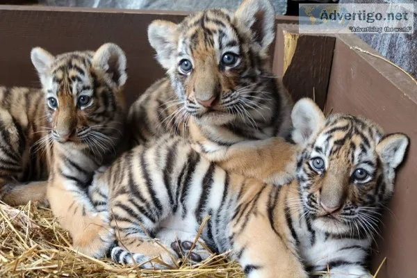 Great tiger cubs for sale