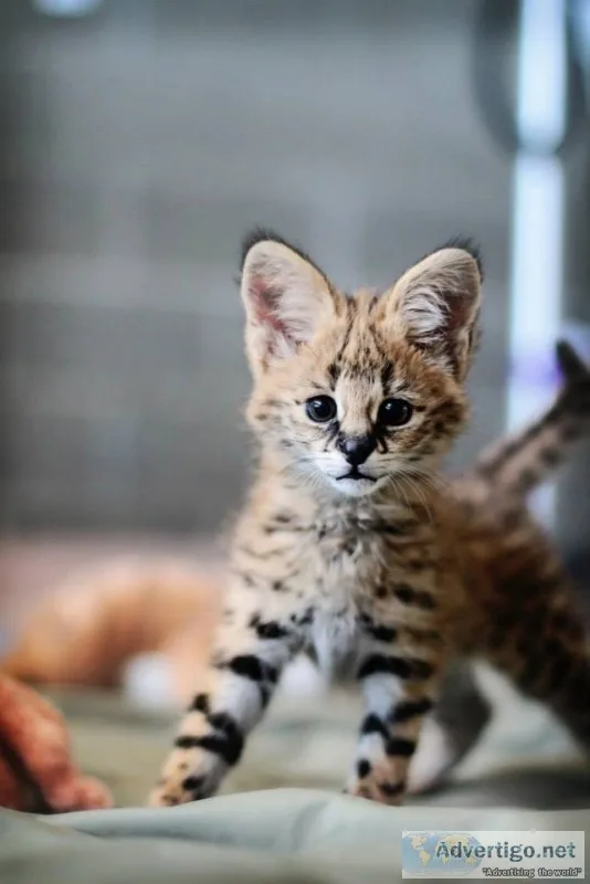 Serval cubs for sale