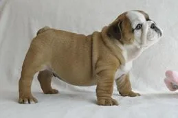 English bulldog for sale on affordable p