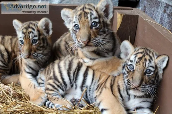 Tiger cubs for sale