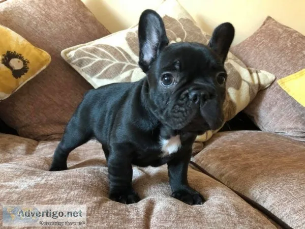 Akc french bulldog ready now