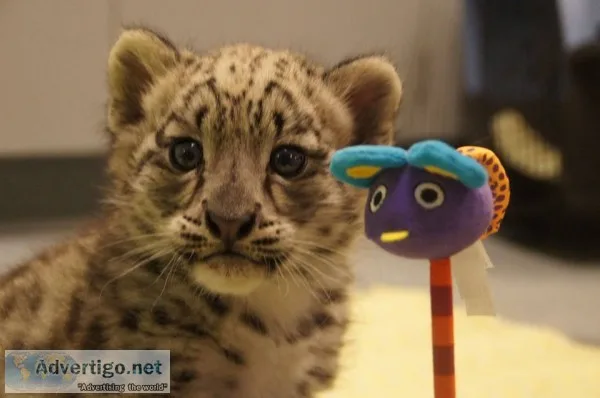 Leopard cubs for sale
