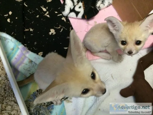 Fennec fox for sale