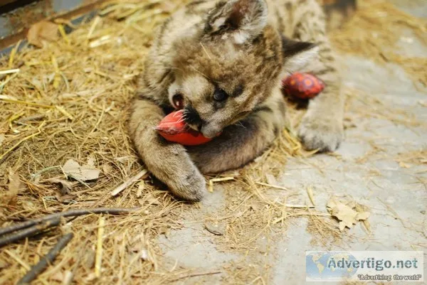 Cougar cubs for sale
