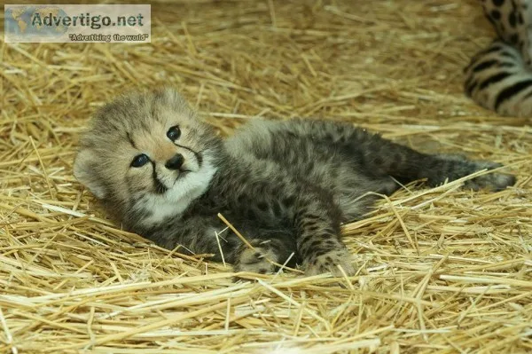 Cheetah cubs for sale