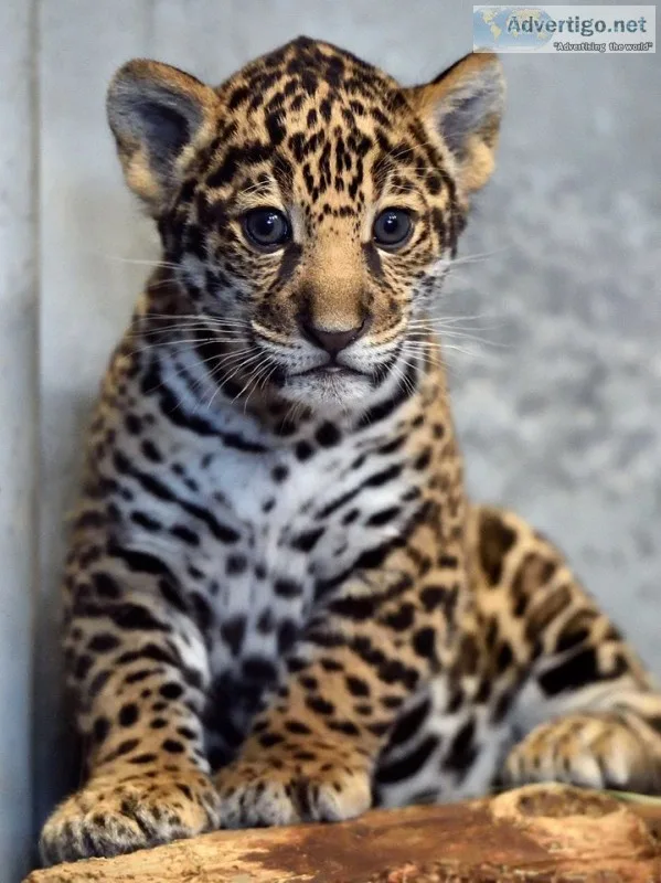 Jaguar cubs for sale