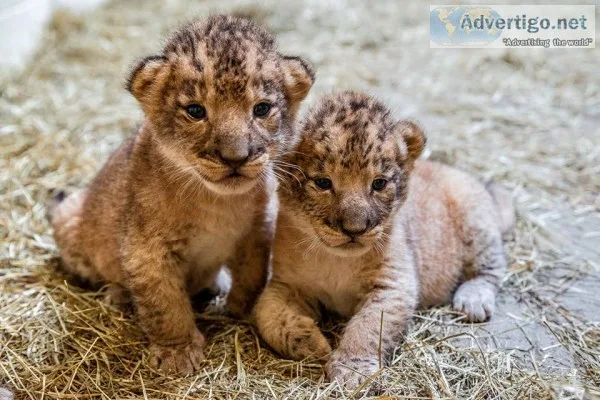 Lion cubs for sale