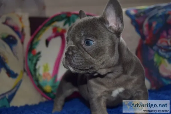 Family french bulldog puppies ready