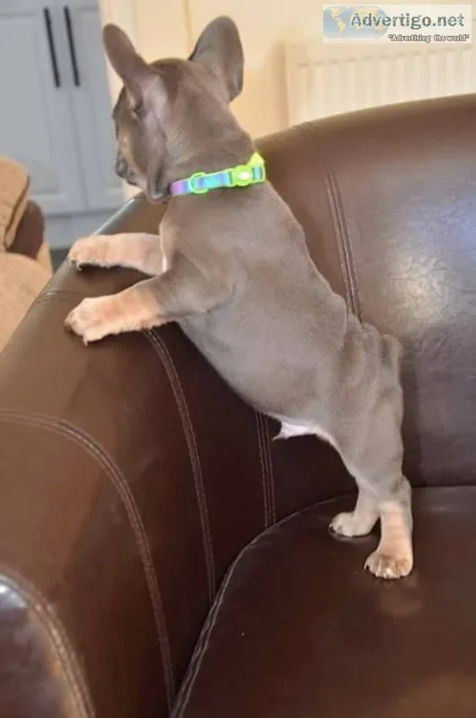 Charming french bulldog ready