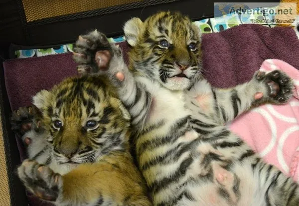Great tiger cubs for sale