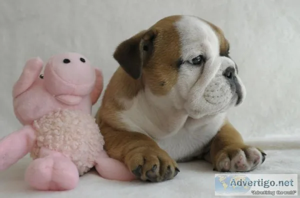 English bulldog for sale on affordable p
