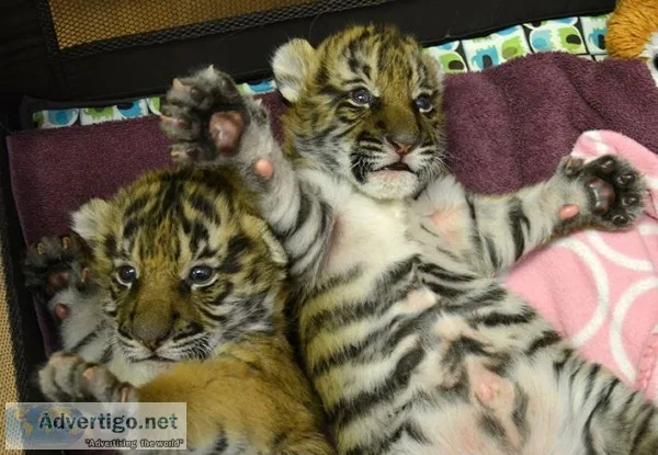 Tiger cubs for sale