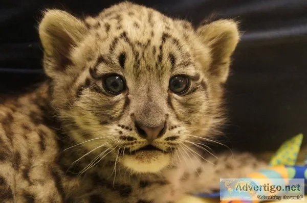 Leopard cubs for sale