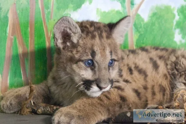 Cougar cubs for sale