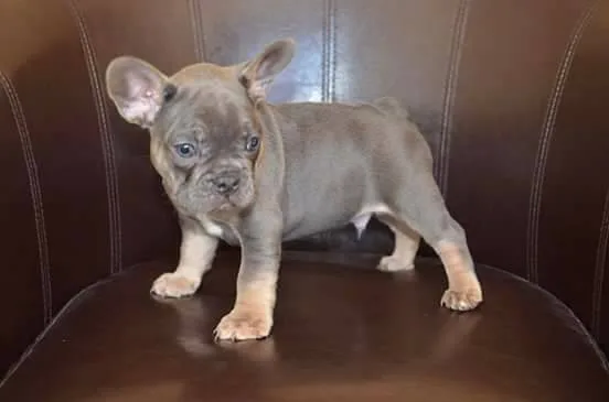 Charming french bulldog ready
