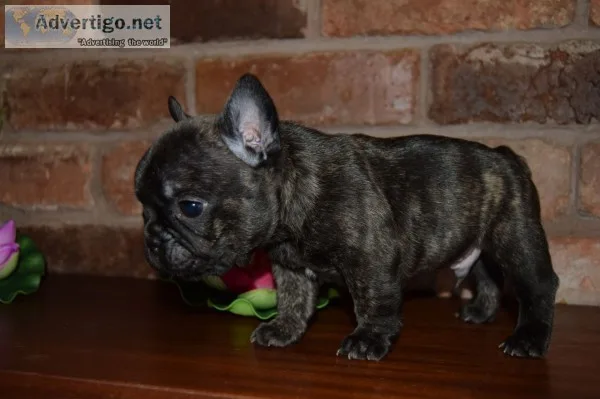 Loving french bulldog puppy ready