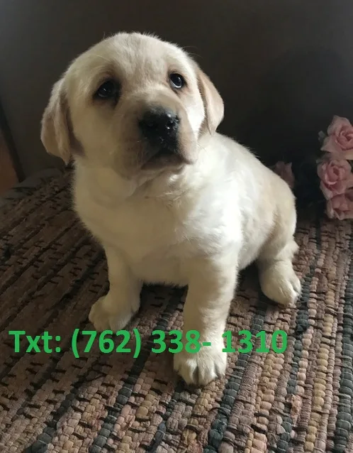 Ledt labrador retriever puppies