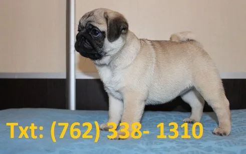 Lrwhs pug puppies for sale