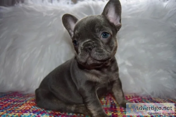 Active french bulldog puppies ready
