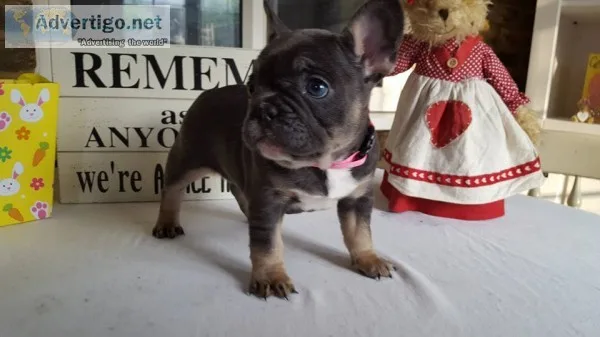 Sweetest french bulldog ready to go now