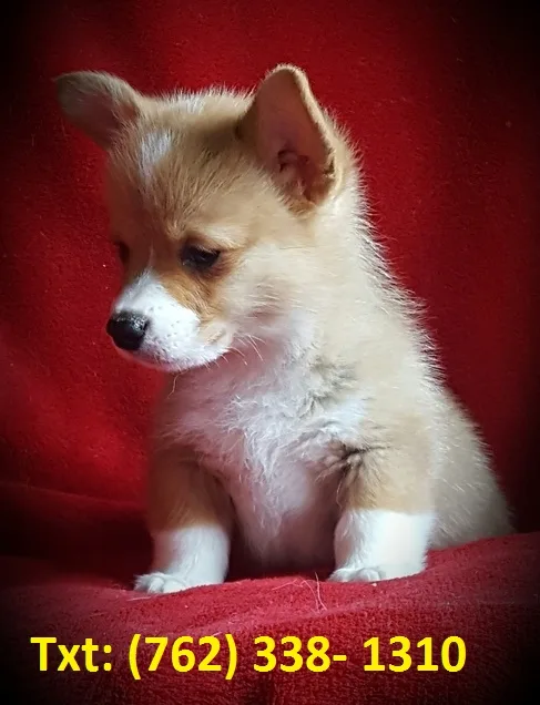 Rmfg pembroke welsh corgi puppies