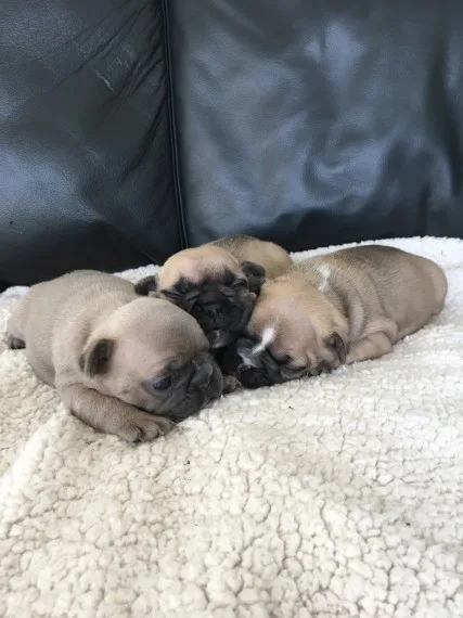 Adorable akc french bulldog 