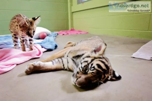 Serval cubs for sale