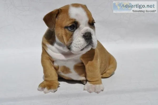 English bulldog for sale on affordable p