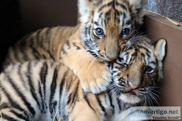 Tiger cubs for sale