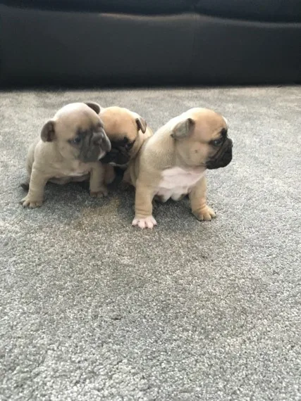 Lovable french bulldog pups 