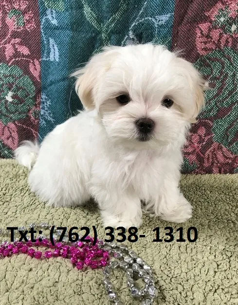 Zdnf maltese puppies for sale