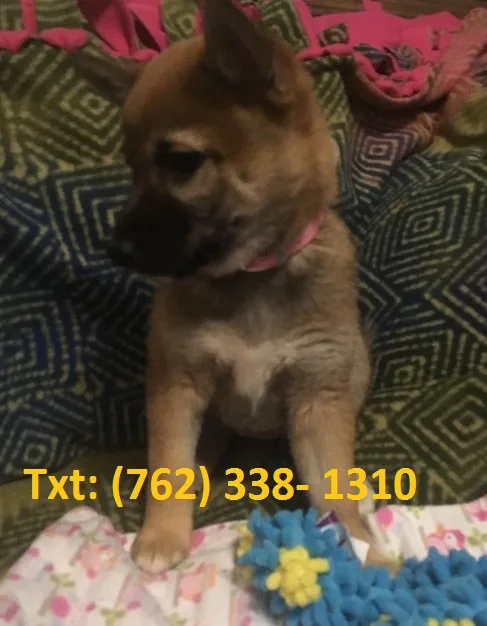 Bfyt shiba inu puppies for sale