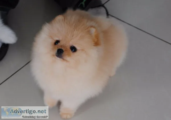  cute pomeranian pups for sale*