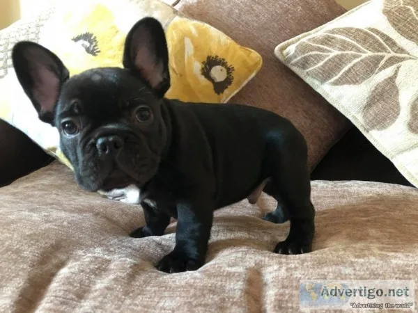 Akc french bulldog ready now
