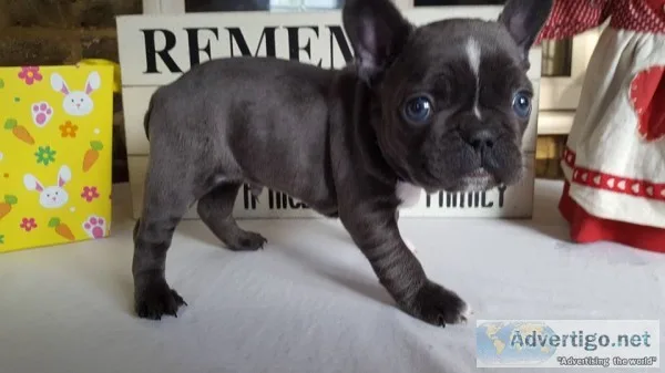 Awesome french bulldog akc reg