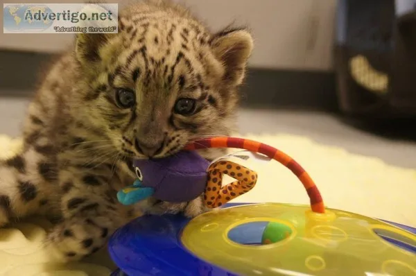 Leopard cubs for sale