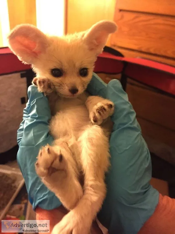 Fennec fox for sale