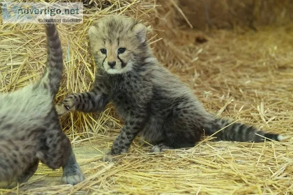 Cheetah cubs for sale