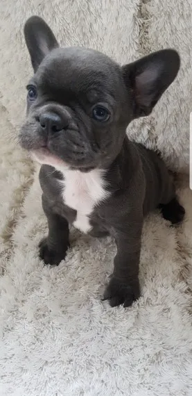 Best ever french bulldog ready now