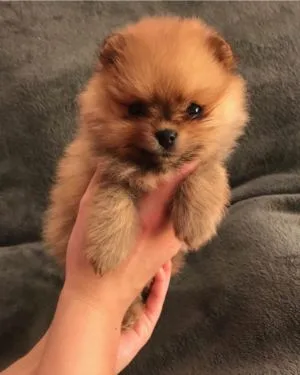 Super cute fluffy pomeranian puppies+*-