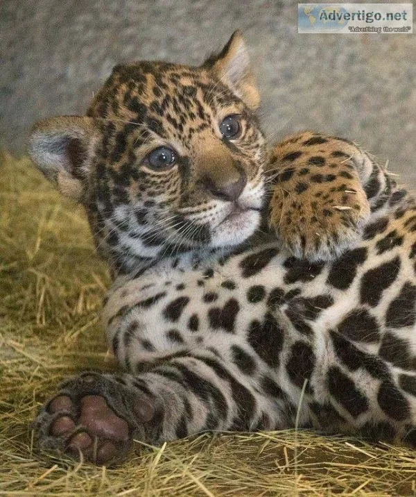 Jaguar cubs for sale