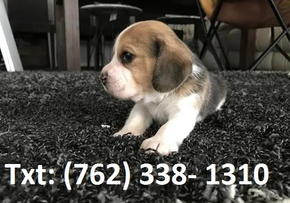 Tnsi beagle puppies for sale